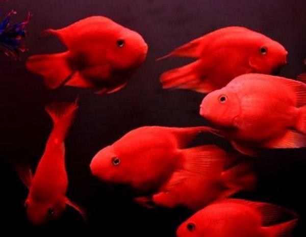 金魚滿堂(金玉滿堂)-添財(cái)網(wǎng)