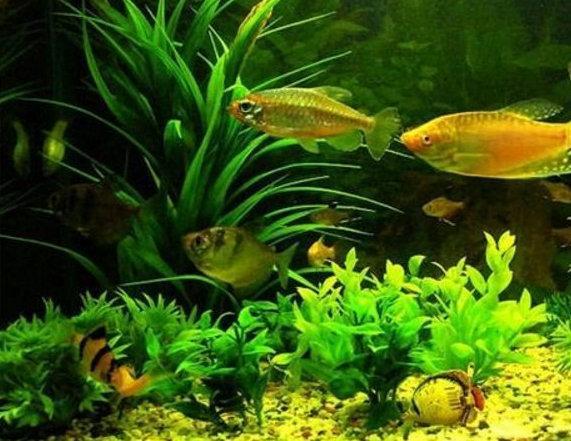 金魚滿堂(金玉滿堂)-添財(cái)網(wǎng)