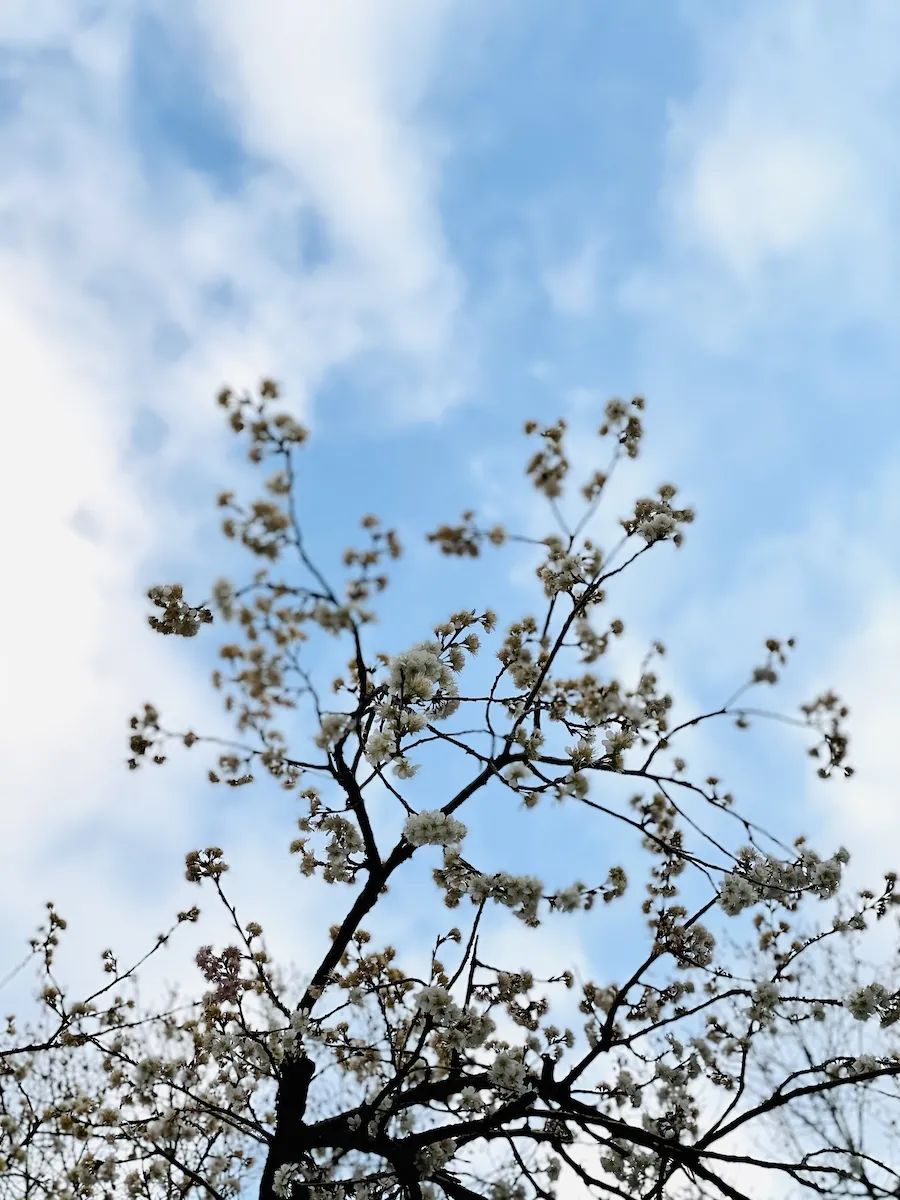 滬惠保怎么買(滬惠保買到什么時候結束)-添財網