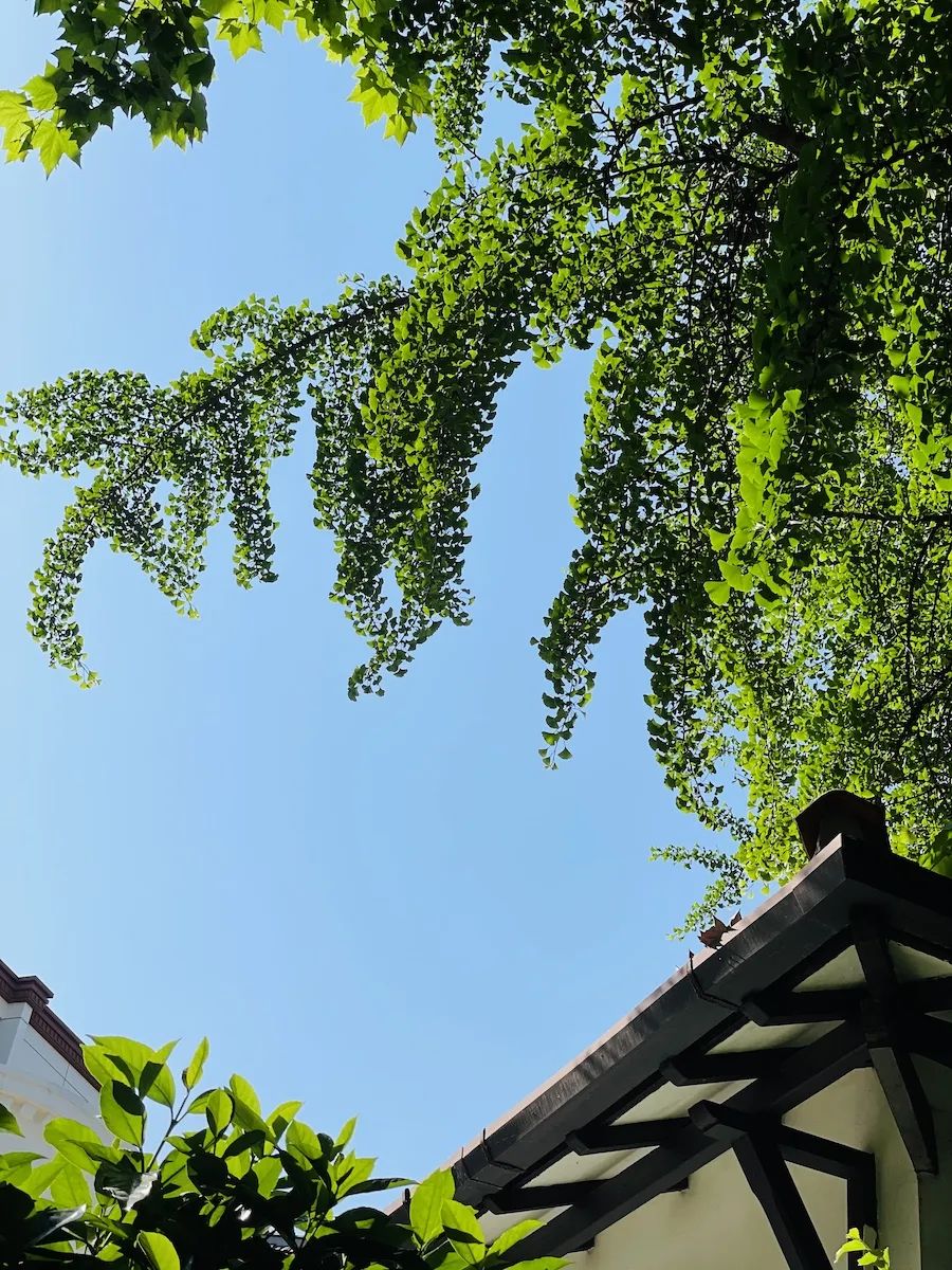 滬惠保怎么買(滬惠保買到什么時候結束)-添財網