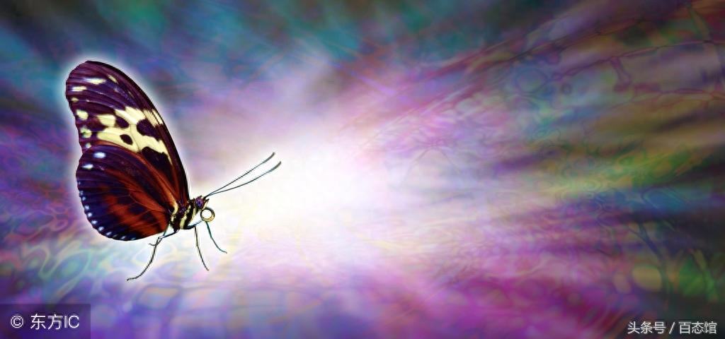 蝴蝶效應(yīng)啥意思(蝴蝶效應(yīng)意思是)-添財(cái)網(wǎng)
