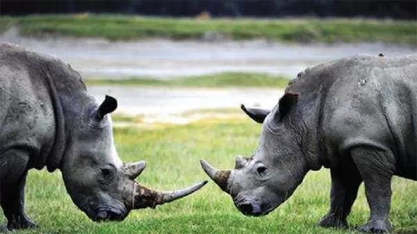 黑天鵝是什么意思(天鵝什么意思)-添財網