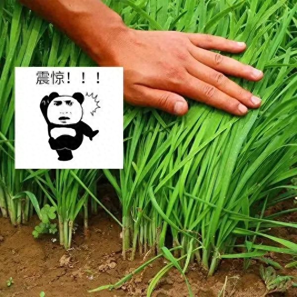 割韭菜什么意思(俗語割韭菜是什么意思)-添財網