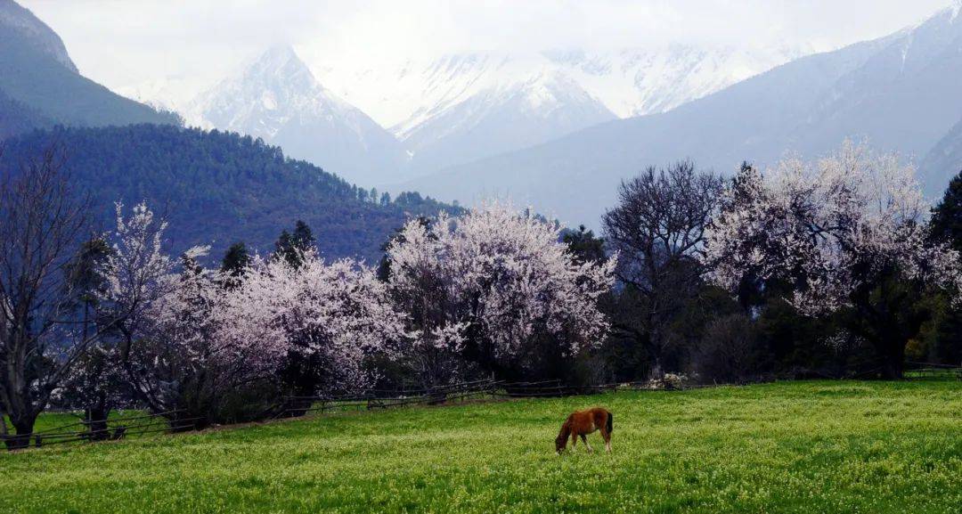 拉薩天團(拉薩天團真的可怕嗎)-添財網