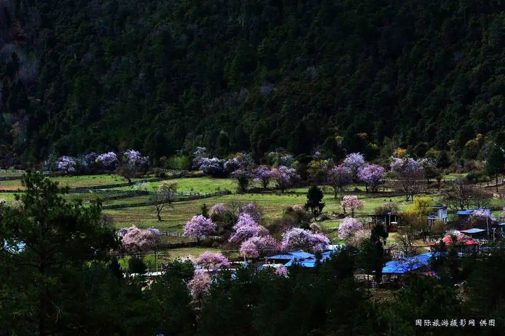 拉薩天團(拉薩天團真的可怕嗎)-添財網