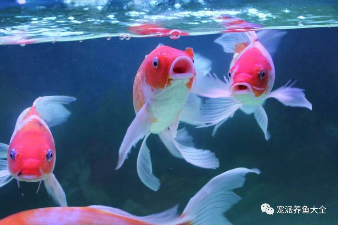 金魚滿堂(金魚滿堂植物)-添財(cái)網(wǎng)