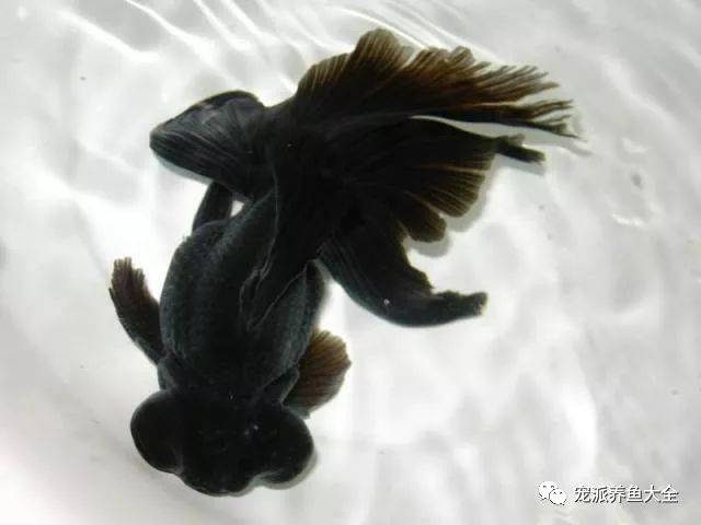 金魚滿堂(金魚滿堂植物)-添財(cái)網(wǎng)