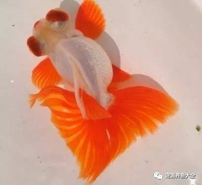金魚滿堂(金魚滿堂植物)-添財(cái)網(wǎng)