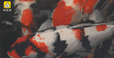 金魚滿堂(金魚滿堂植物)-添財(cái)網(wǎng)