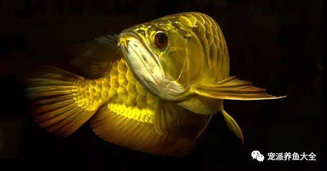 金魚滿堂(金魚滿堂植物)-添財(cái)網(wǎng)