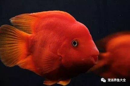 金魚滿堂(金魚滿堂植物)-添財(cái)網(wǎng)