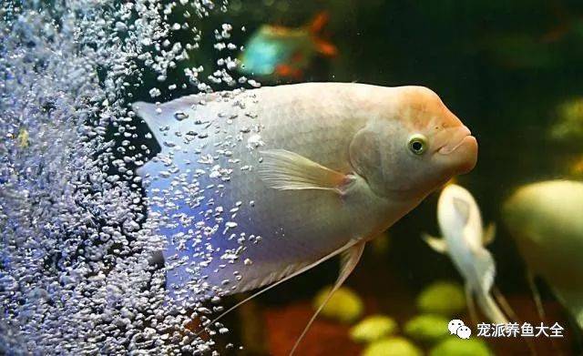 金魚滿堂(金魚滿堂植物)-添財(cái)網(wǎng)