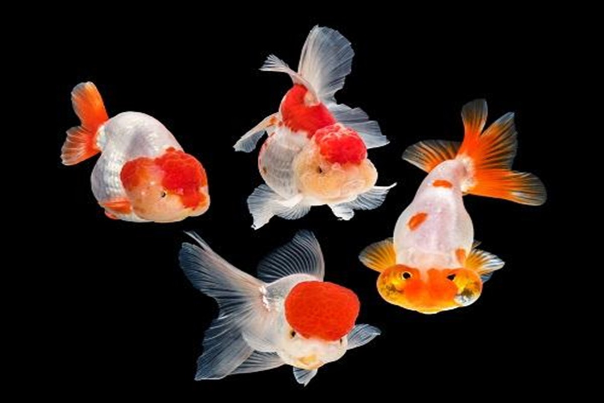 金魚滿堂(崔子范金魚滿堂)-添財網(wǎng)