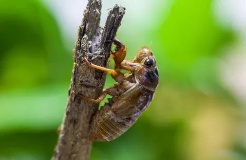 金蟬脫殼是什么意思(金蟬脫殼是什么意思)-添財網(wǎng)