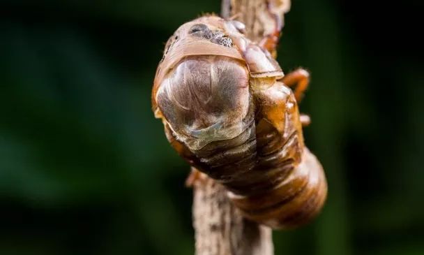 金蟬脫殼是什么意思(金蟬脫殼是什么意思)-添財網(wǎng)