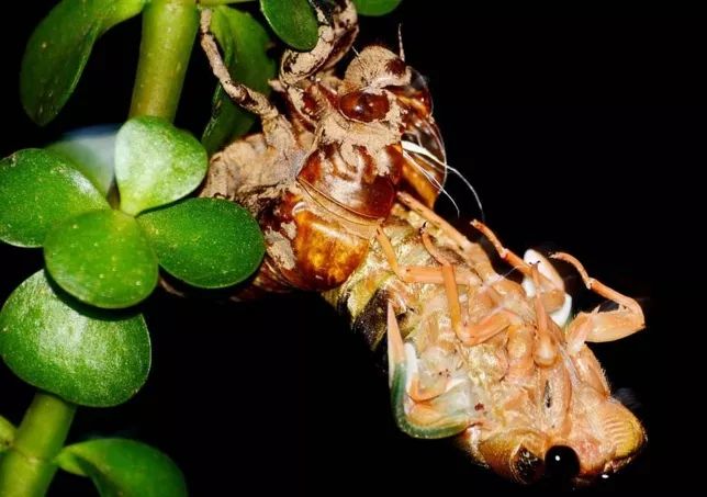 金蟬脫殼是什么意思(金蟬脫殼是什么意思)-添財網(wǎng)