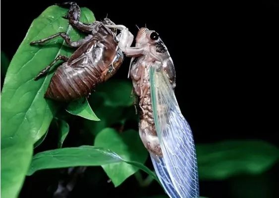 金蟬脫殼是什么意思(金蟬脫殼是什么意思)-添財網(wǎng)