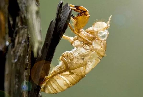 金蟬脫殼是什么意思(金蟬脫殼是什么意思)-添財網(wǎng)