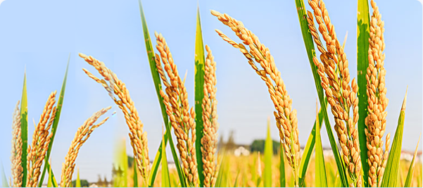 國任保險官網(國任保險官網)-添財網