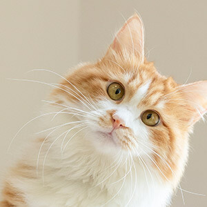 股權質押是好是壞(質押股權是利好還是利空)-添財網