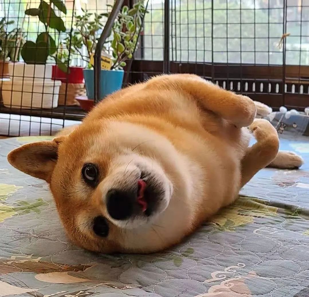 豆一和豆二區(qū)別(意式咖啡豆和美式咖啡豆區(qū)別)-添財網(wǎng)