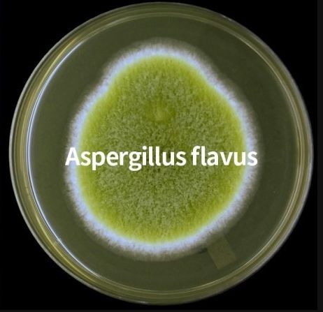 雪卡毒素(深海魚毒素雪卡毒素)-添財網(wǎng)