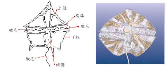 雪卡毒素(雪卡毒素的中毒癥狀)-添財網