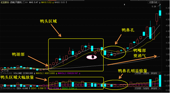 老鴨頭形態(tài)(老鴨頭形態(tài)視頻講座)-添財(cái)網(wǎng)