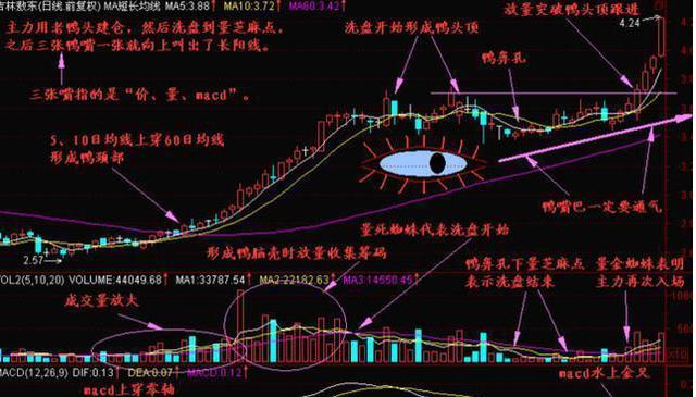 老鴨頭形態(tài)(老鴨頭形態(tài)視頻講座)-添財網(wǎng)