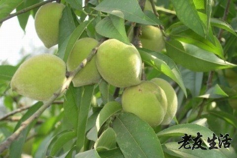 理杏仁官網(杏仁官方網址)-添財網