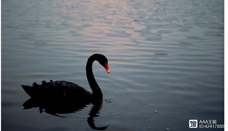 黑天鵝效應(yīng)是什么意思(黑天鵝效應(yīng)是行為金融學(xué)嗎)-添財(cái)網(wǎng)