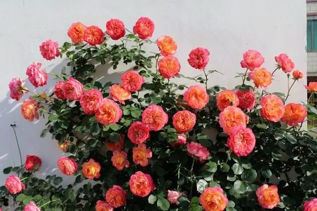 怎么強開花唄(開花和小開花)-添財網