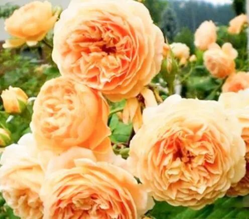 怎么強開花唄(開花和小開花)-添財網