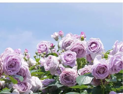 怎么強開花唄(開花和小開花)-添財網