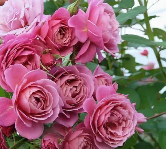 怎么強開花唄(開花和小開花)-添財網