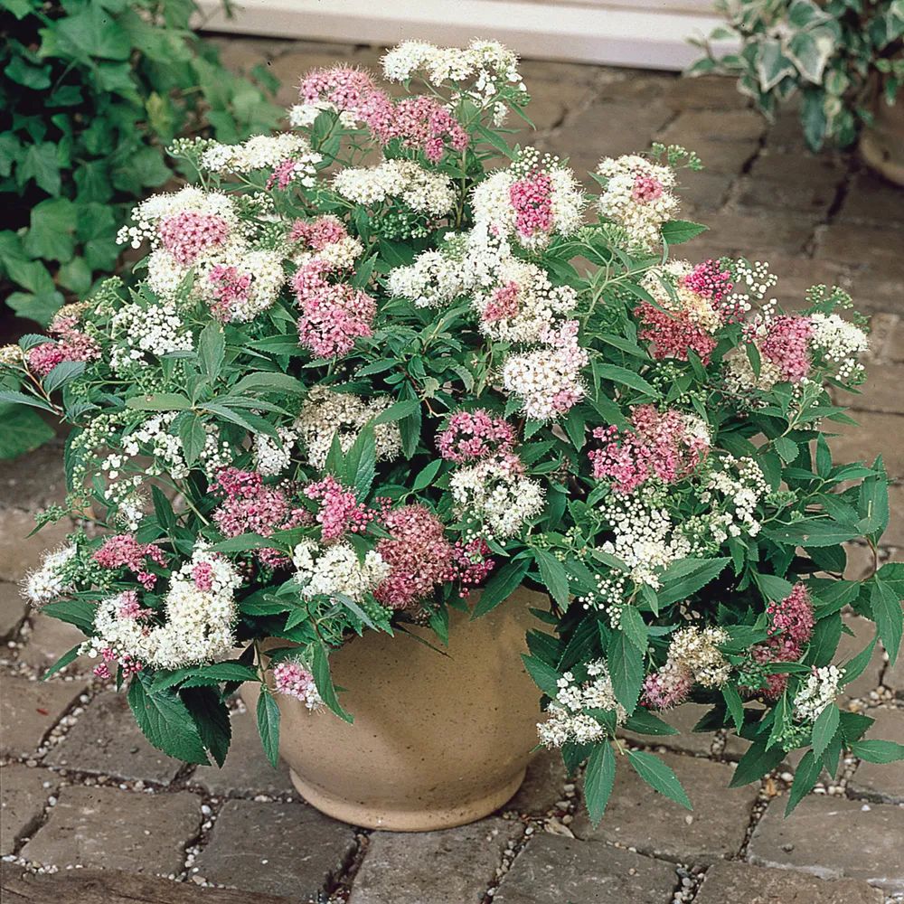 怎么強(qiáng)開花唄(2018強(qiáng)開花唄)-添財(cái)網(wǎng)