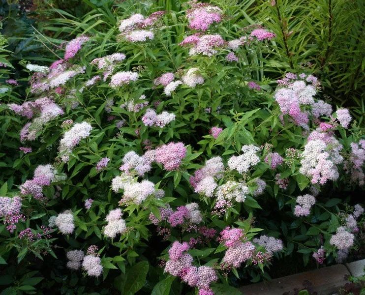 怎么強(qiáng)開花唄(2018強(qiáng)開花唄)-添財(cái)網(wǎng)