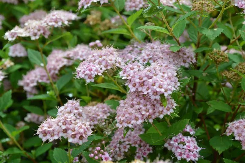 怎么強(qiáng)開花唄(2018強(qiáng)開花唄)-添財(cái)網(wǎng)