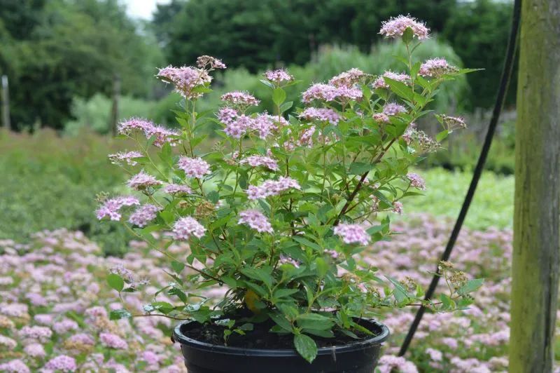 怎么強(qiáng)開花唄(2018強(qiáng)開花唄)-添財(cái)網(wǎng)