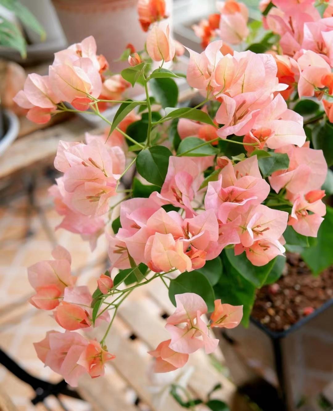 受益人是什么意思(受益意思是說什么)-添財網