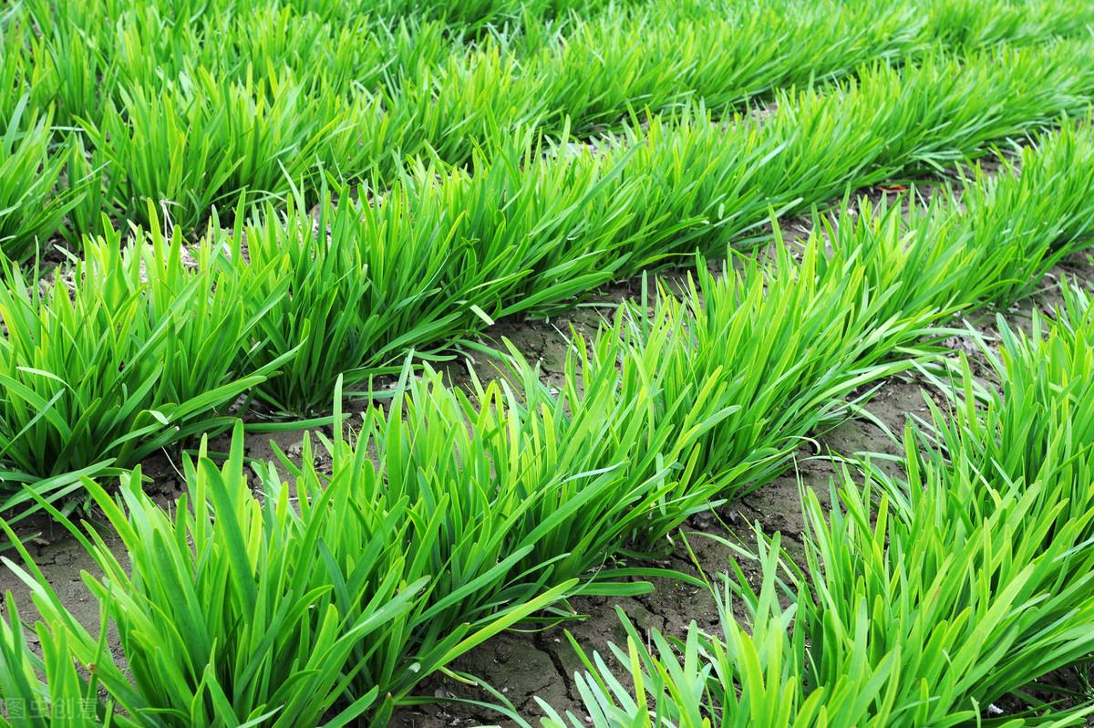 什么是割韭菜(割韭菜是詐騙嗎)-添財網