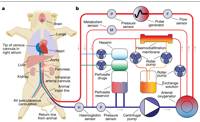 腦死亡名詞解釋(腦死亡名詞解釋是什么意思)-添財網(wǎng)