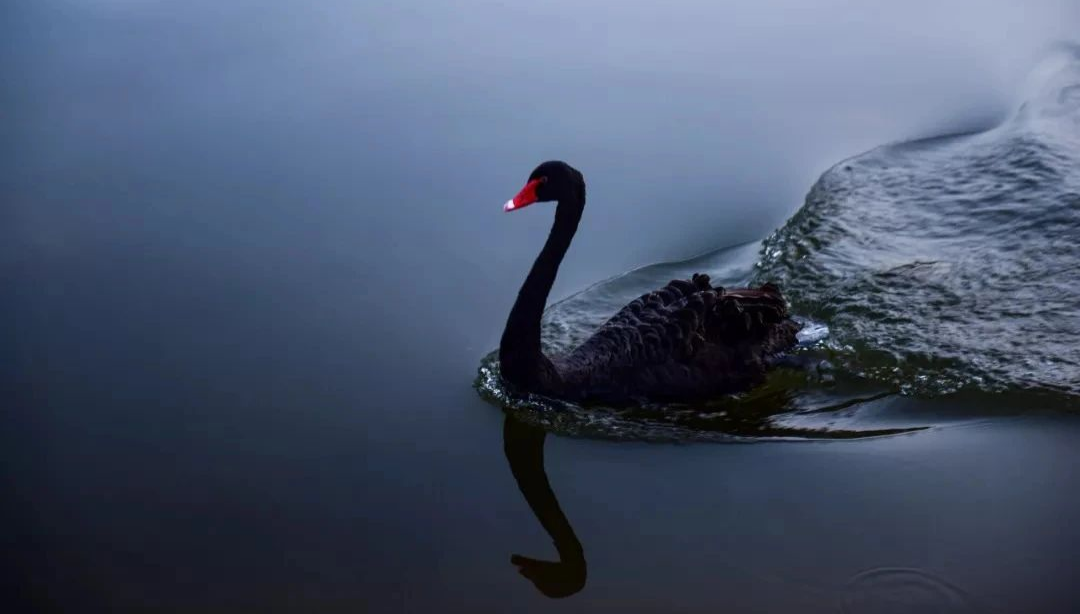 黑天鵝效應是什么意思(黑天鵝效應和蝴蝶效應)-添財網