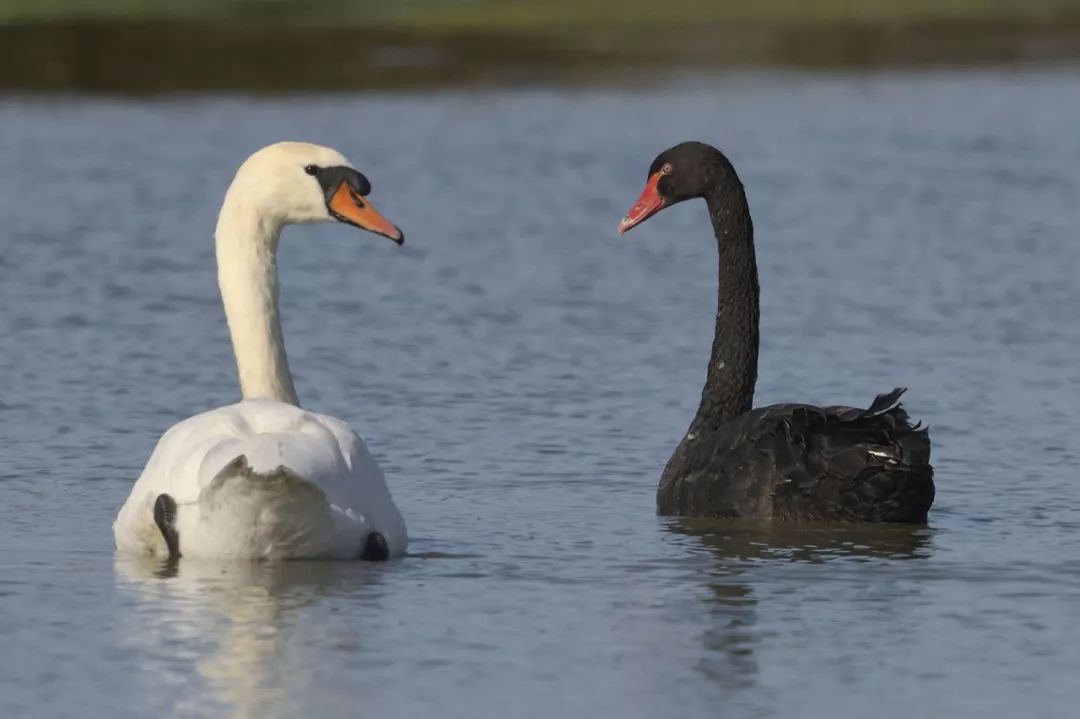 獨角獸是什么意思(獨角獸意思)-添財網