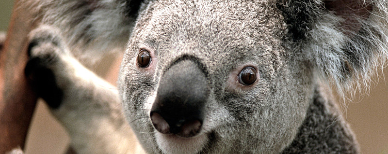 車子融資哪個產品好(車子融資好產品都有哪些)-添財網