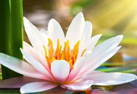 平安車主貸app(平安車主貸很坑人)-添財網