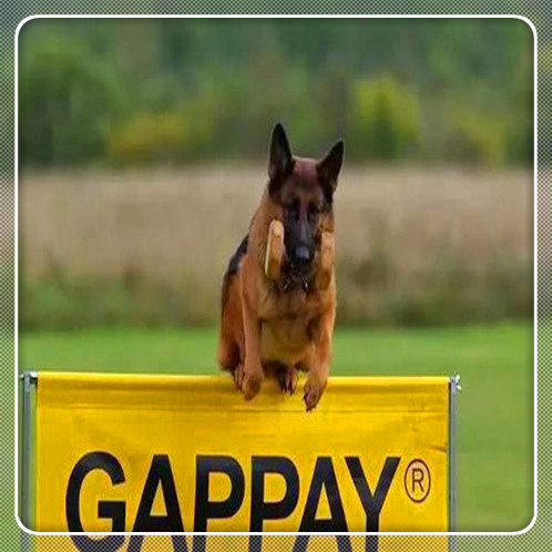 花唄逾期車貸有影響嗎(車貸逾期影響網貸嗎)-添財網