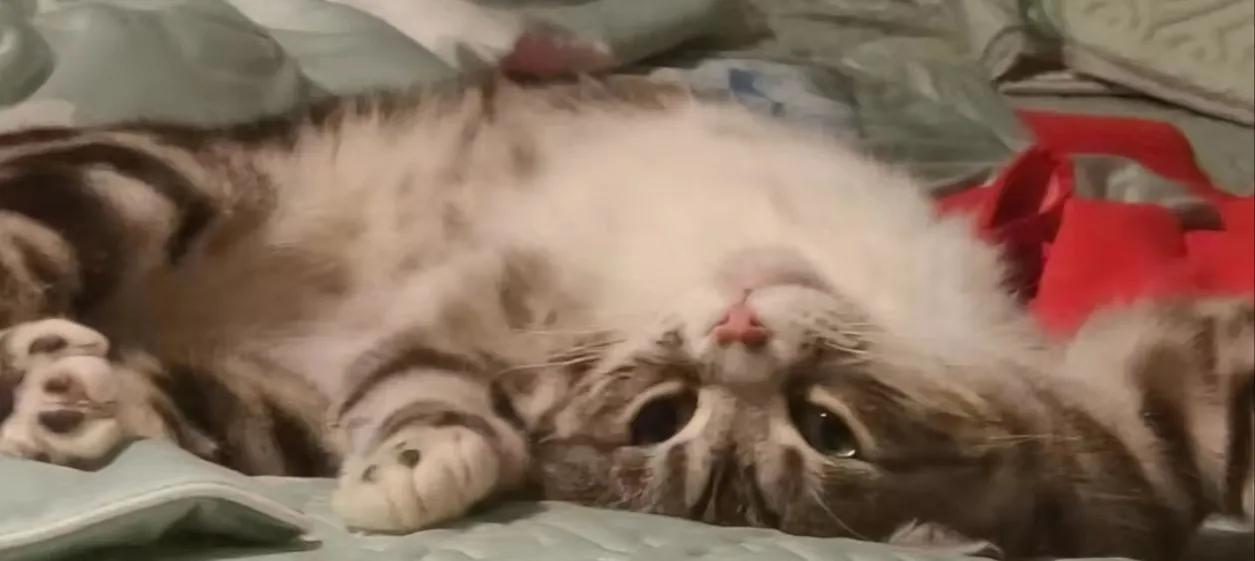 網(wǎng)貸沒還可以車貸嗎(網(wǎng)貸貸車沒可以貸款嗎)-添財(cái)網(wǎng)